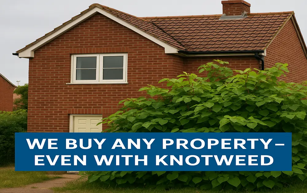 we buy houses with knotweed